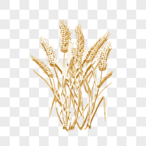 麦子麦穗小麦金色谷子图片