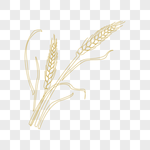 线条麦子麦穗小麦金色谷子高清图片