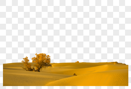 大漠里的小树图片