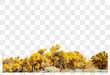 黄色小树林图片