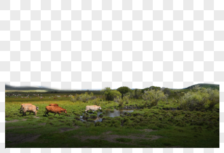 草地牛群图片