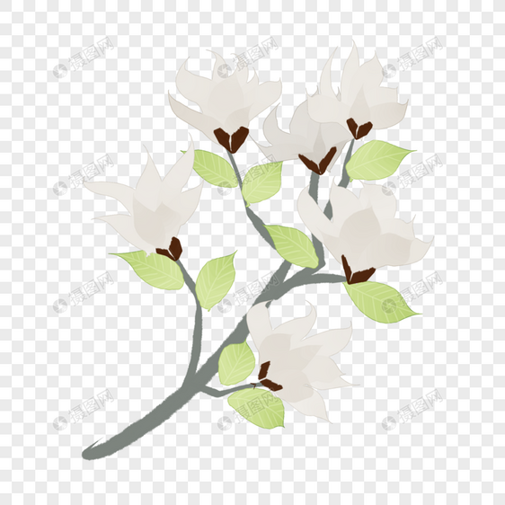 一枝白色玉兰花清新春天图片
