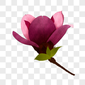 一朵精致粉色玉兰花春天花卉图片