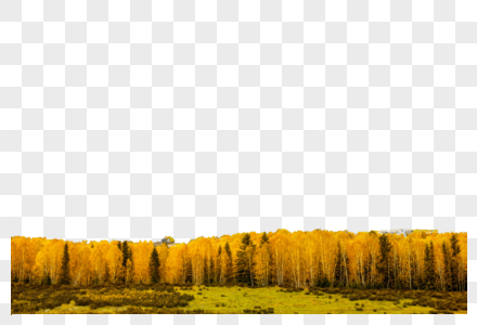 秋日树林图片
