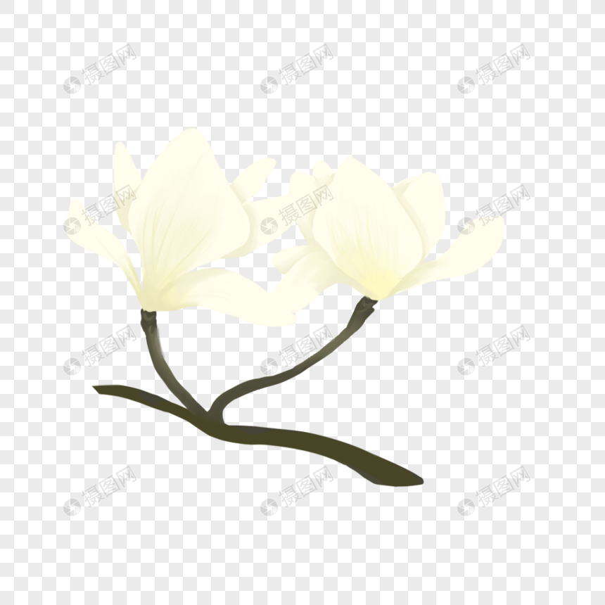 玉兰花