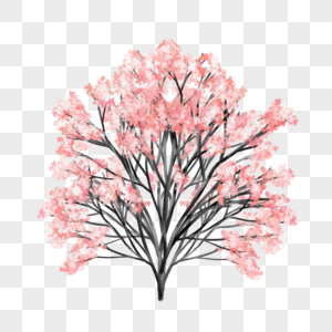 樱花树冠图片
