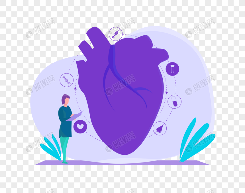 心脏解剖图片