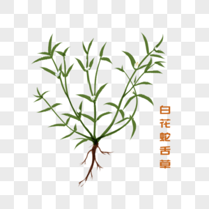 手绘水彩中药材白花蛇舌草图片