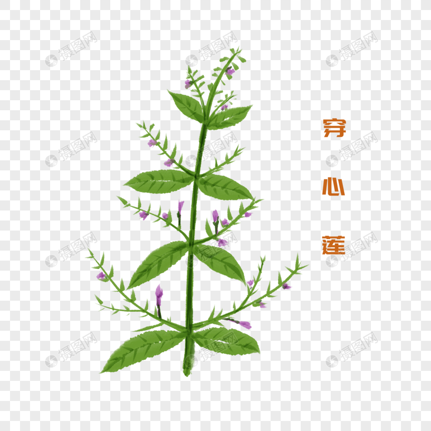 手绘水彩中药材穿心莲