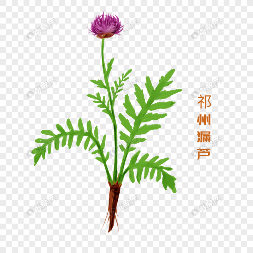 手绘水彩中药材祁州漏芦图片