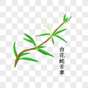 中药材白花蛇草图片