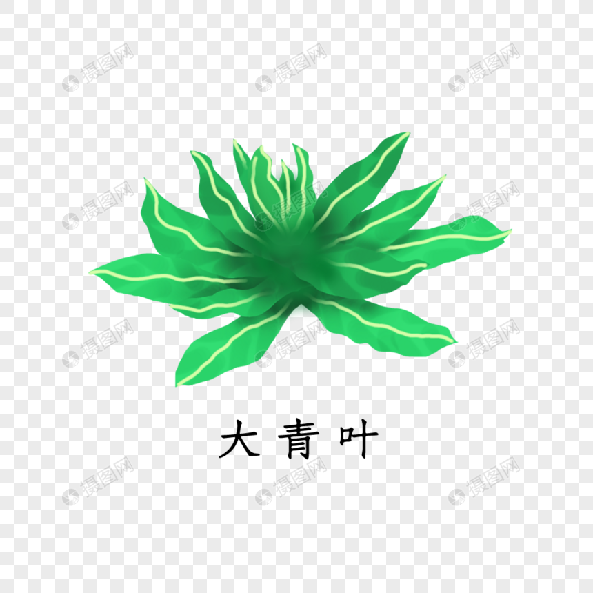 药材大青叶