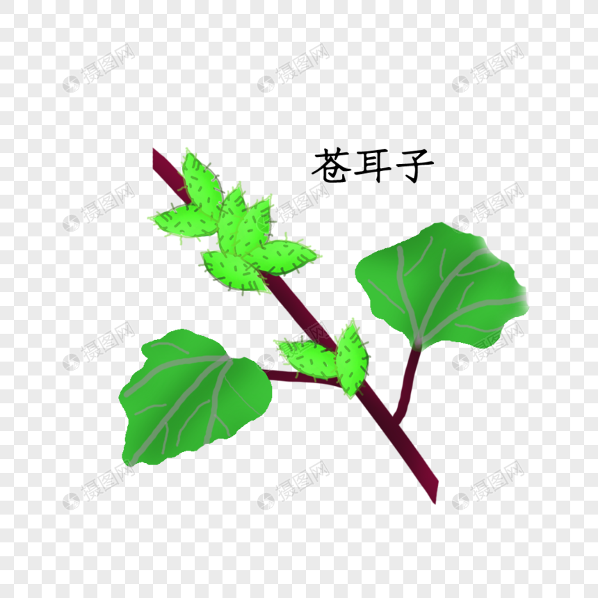 苍耳子药材图片