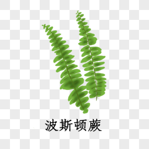 植物波斯顿蕨图片