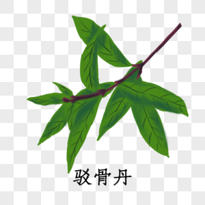 植物驳骨丹图片