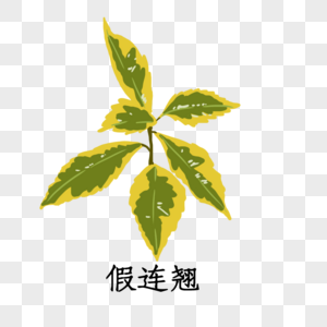 假连翘植物假连翘植物高清图片