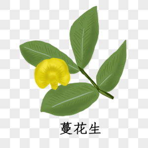 蔓花生植物蔓花生植物高清图片