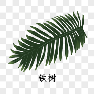 铁树植物图片