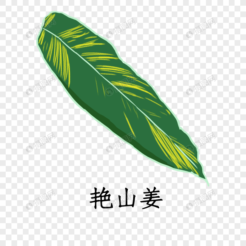 艳山姜植物图片