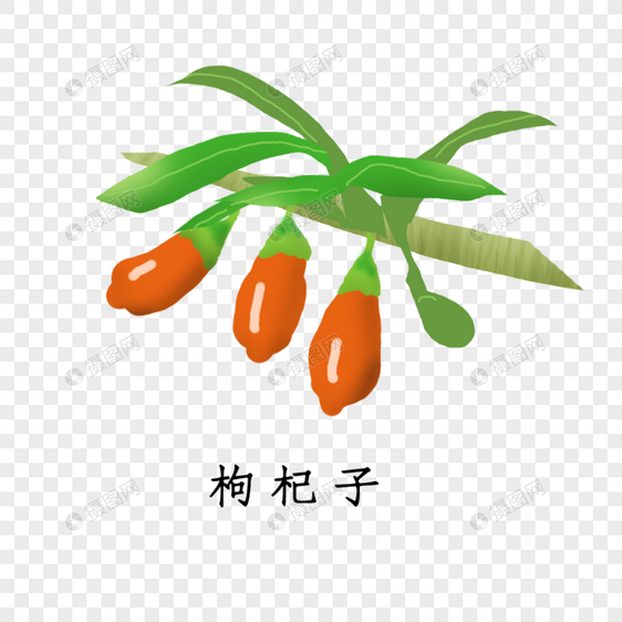 中草药材枸杞图片