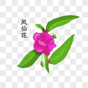 凤仙花凤仙花素材高清图片