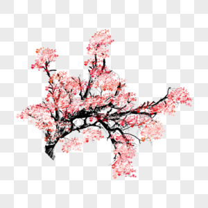 樱花花枝图片