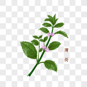 薄荷中药材手绘药材草本植高清图片