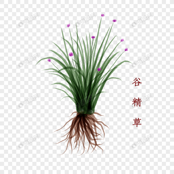 植物中药材谷精草图片