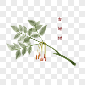 植物中药材白蜡树图片