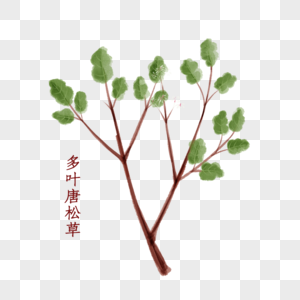 植物中药材多叶唐松草图片