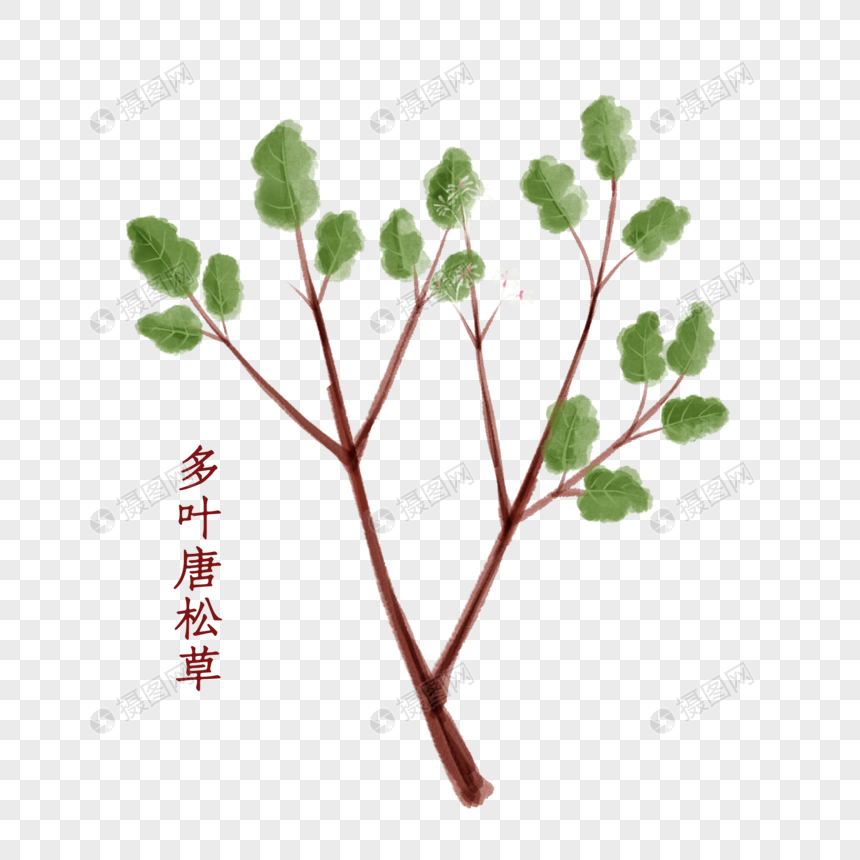 植物中药材多叶唐松草图片