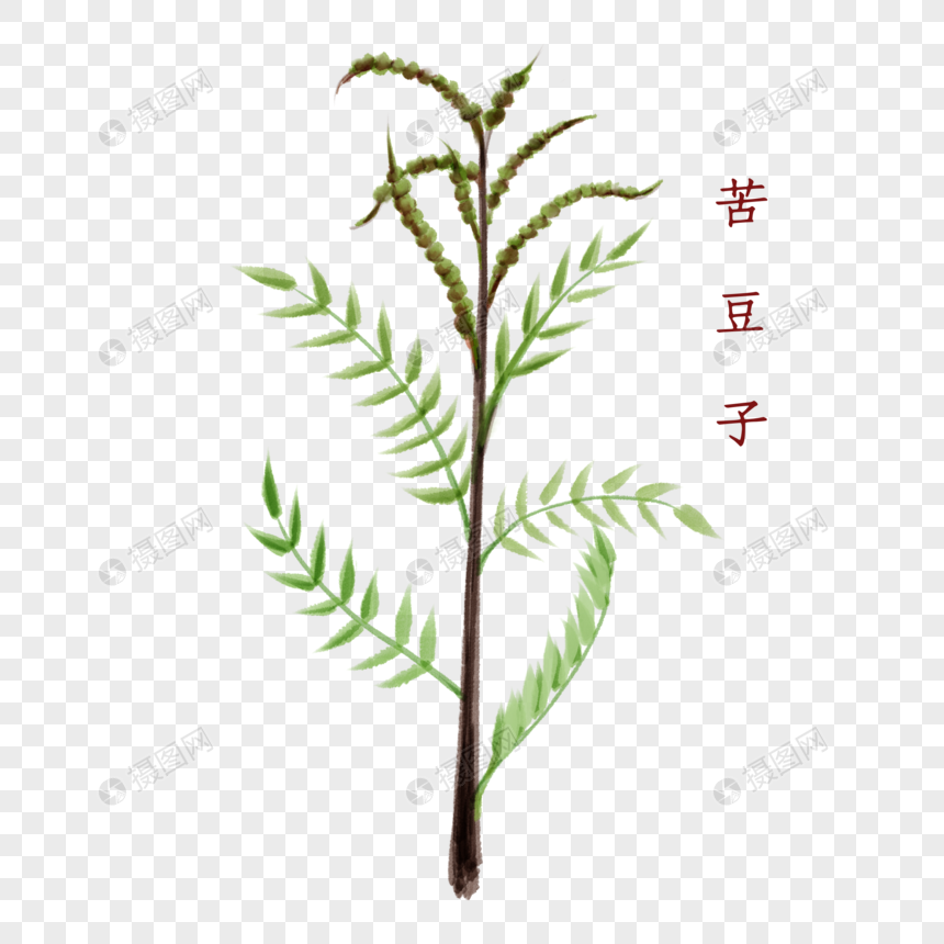 植物中药材苦豆子图片