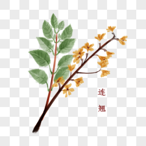 植物中药材连翘图片