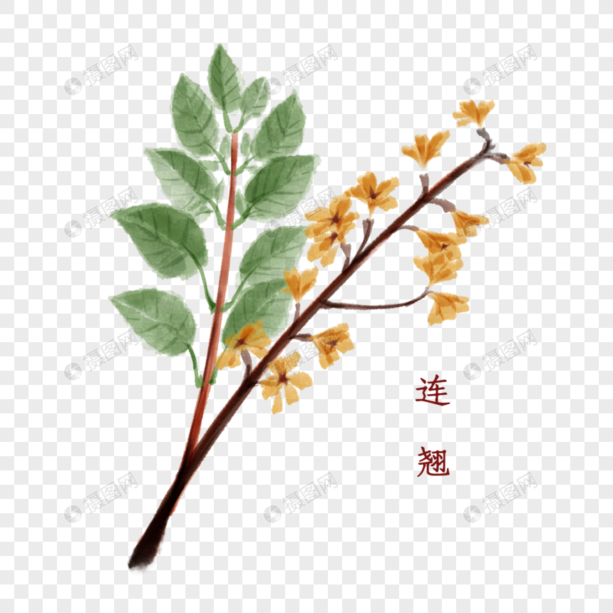 植物中药材连翘图片