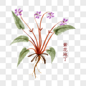 植物中药材紫花地丁图片