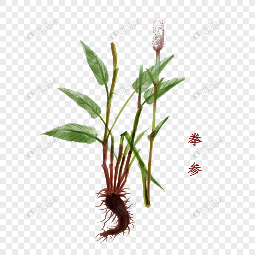 拳参植物中药材