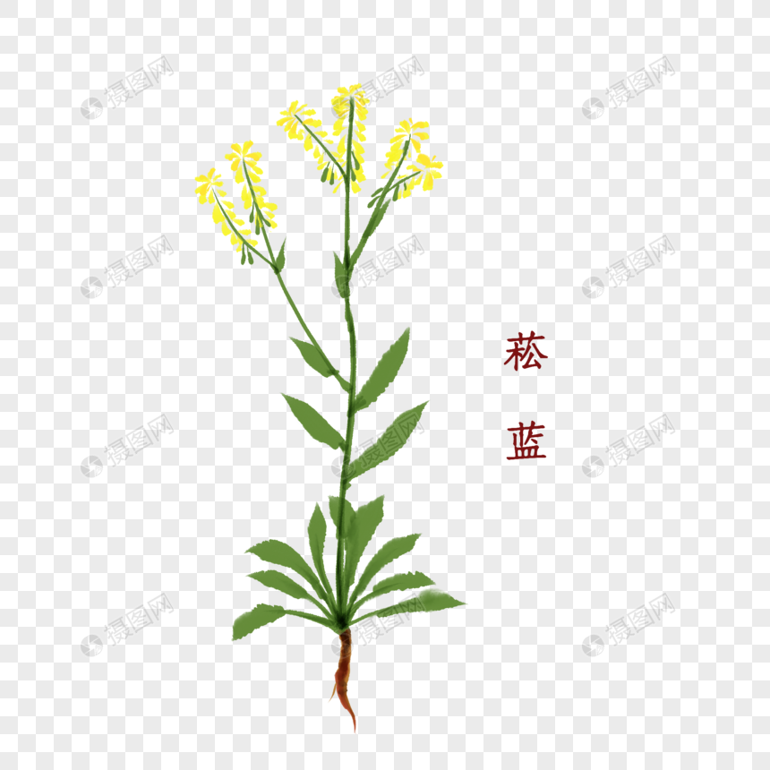 菘蓝植物中药材元素素材psd格式_设计素材免费下载_VRF高清图片401059994_ 