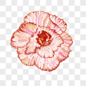 粉色手绘盛开绽放的康乃馨花图片