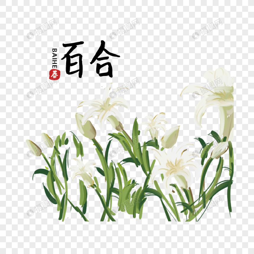 手绘植物花百合图片