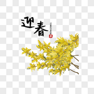 手绘植物花卉迎春花图片