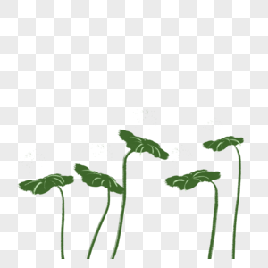 荷叶植物绿色图片