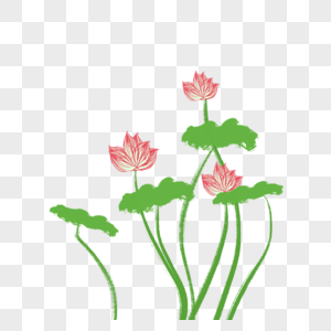 荷花粉色植物水墨图片