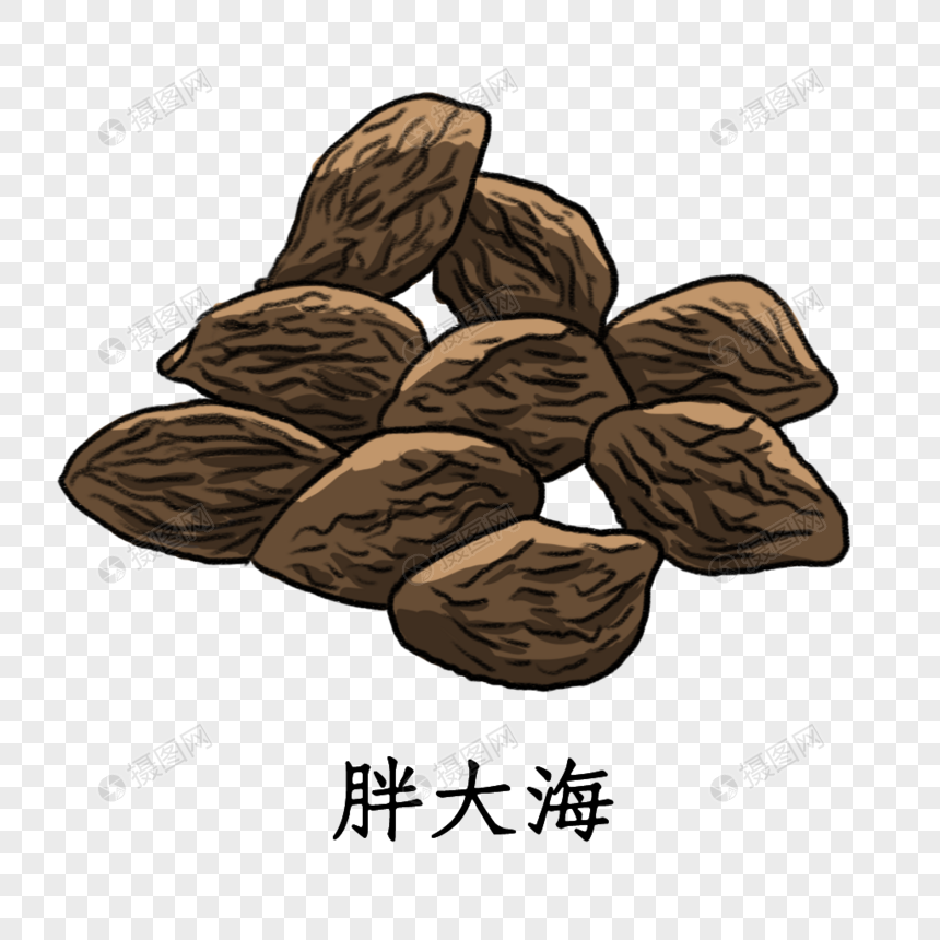 药材胖大海