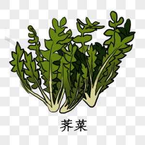 药材荠菜图片