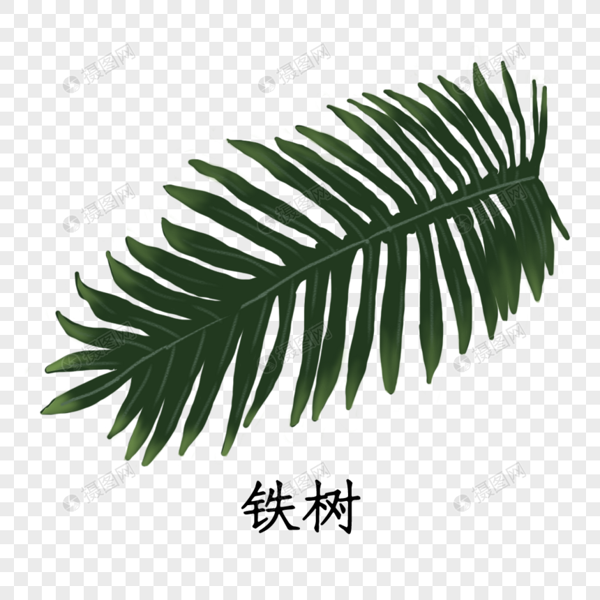 免抠元素 手绘/卡通元素 药材铁树.psd