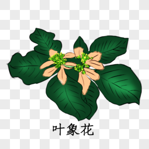 药材叶象花图片