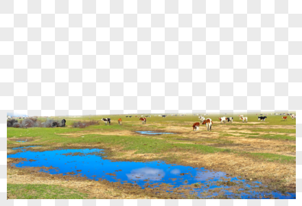 平原上的牛群图片