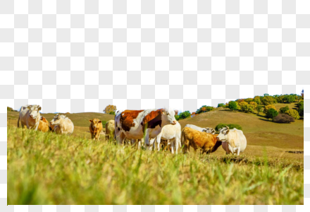 草地上的牛羊高清图片