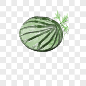 一个长着的西瓜插图高清图片