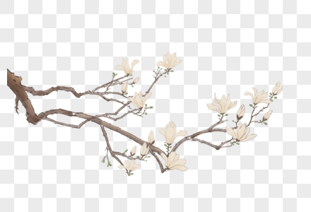 玉兰花枝春天的玉兰花枝高清图片